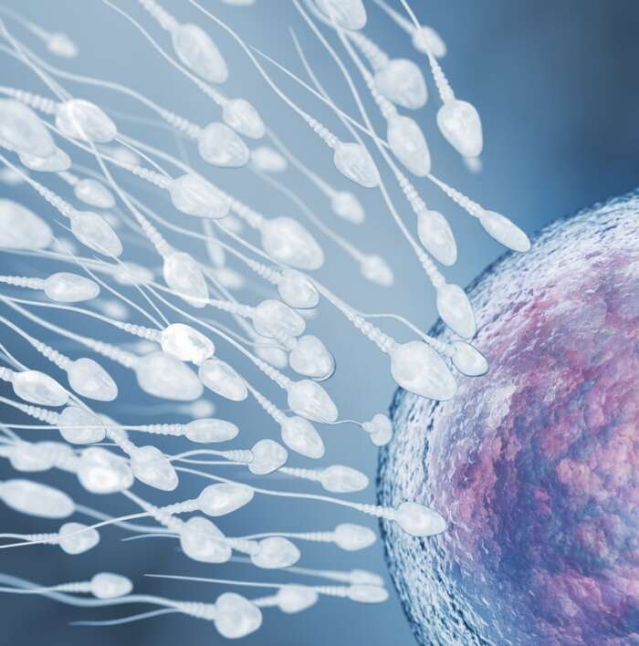 Exploring the Impact of Sperm Health in Male Infertility: The Hidden Causes