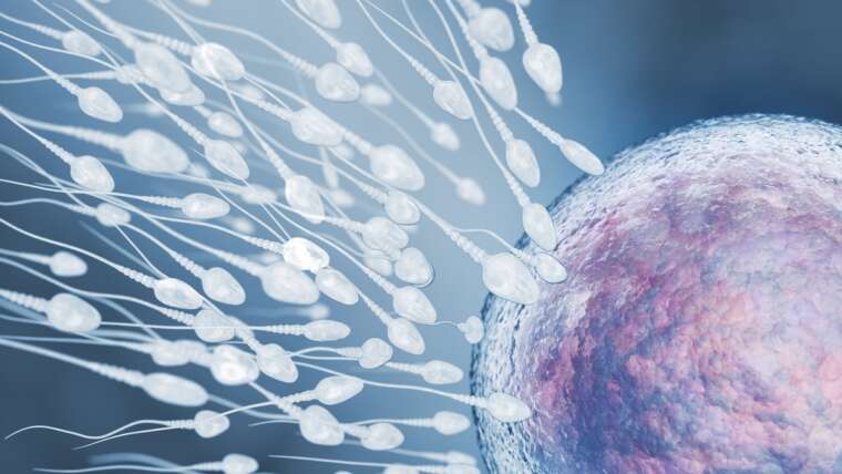 Exploring the Impact of Sperm Health in Male Infertility: The Hidden Causes
